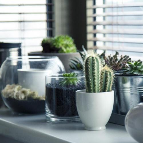 plantes pots cactus